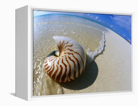 Seashell Resting on Shore-Leslie Richard Jacobs-Framed Premier Image Canvas