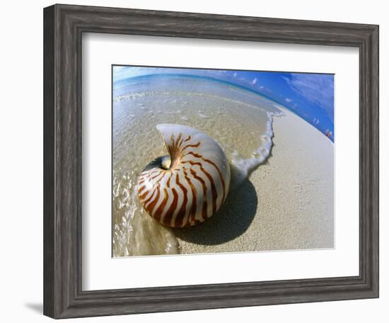 Seashell Resting on Shore-Leslie Richard Jacobs-Framed Photographic Print