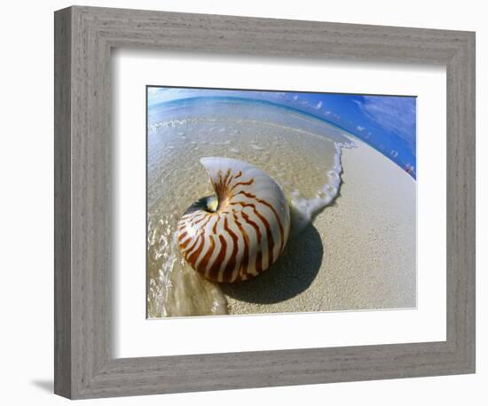 Seashell Resting on Shore-Leslie Richard Jacobs-Framed Photographic Print