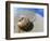 Seashell Resting on Shore-Leslie Richard Jacobs-Framed Photographic Print