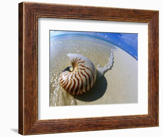 Seashell Resting on Shore-Leslie Richard Jacobs-Framed Photographic Print