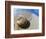 Seashell Resting on Shore-Leslie Richard Jacobs-Framed Photographic Print