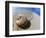 Seashell Resting on Shore-Leslie Richard Jacobs-Framed Photographic Print