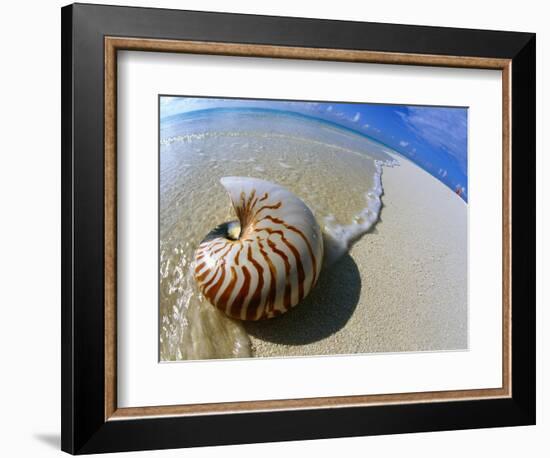 Seashell Resting on Shore-Leslie Richard Jacobs-Framed Photographic Print