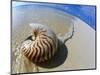 Seashell Resting on Shore-Leslie Richard Jacobs-Mounted Photographic Print