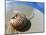 Seashell Resting on Shore-Leslie Richard Jacobs-Mounted Photographic Print