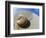 Seashell Resting on Shore-Leslie Richard Jacobs-Framed Photographic Print