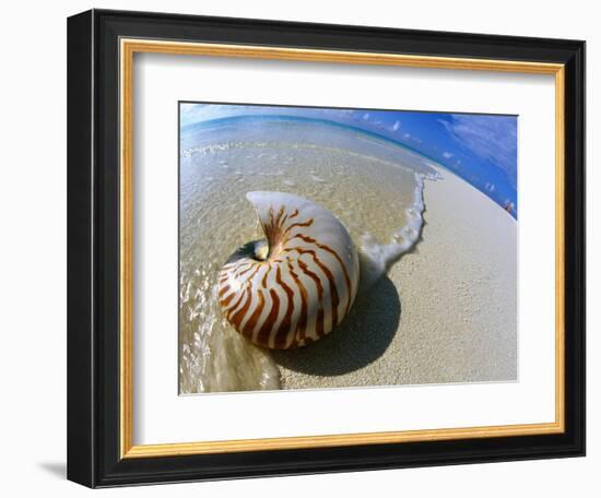 Seashell Resting on Shore-Leslie Richard Jacobs-Framed Photographic Print