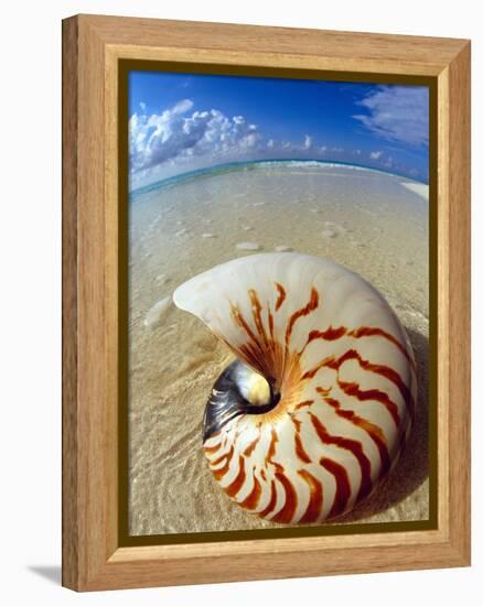 Seashell Sitting in Shallow Water-Leslie Richard Jacobs-Framed Premier Image Canvas