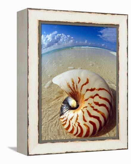 Seashell Sitting in Shallow Water-Leslie Richard Jacobs-Framed Premier Image Canvas