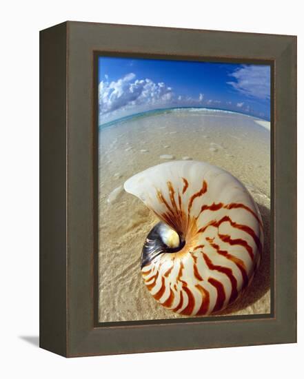 Seashell Sitting in Shallow Water-Leslie Richard Jacobs-Framed Premier Image Canvas