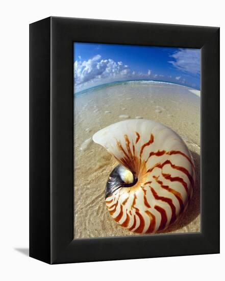 Seashell Sitting in Shallow Water-Leslie Richard Jacobs-Framed Premier Image Canvas