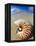 Seashell Sitting in Shallow Water-Leslie Richard Jacobs-Framed Premier Image Canvas