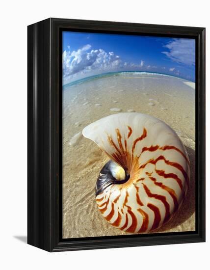 Seashell Sitting in Shallow Water-Leslie Richard Jacobs-Framed Premier Image Canvas