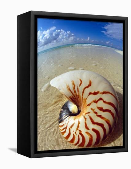 Seashell Sitting in Shallow Water-Leslie Richard Jacobs-Framed Premier Image Canvas