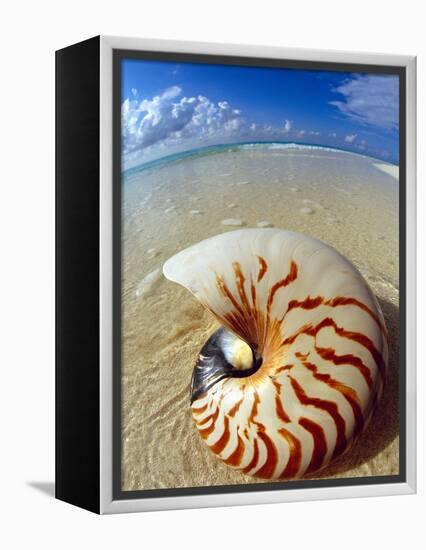 Seashell Sitting in Shallow Water-Leslie Richard Jacobs-Framed Premier Image Canvas