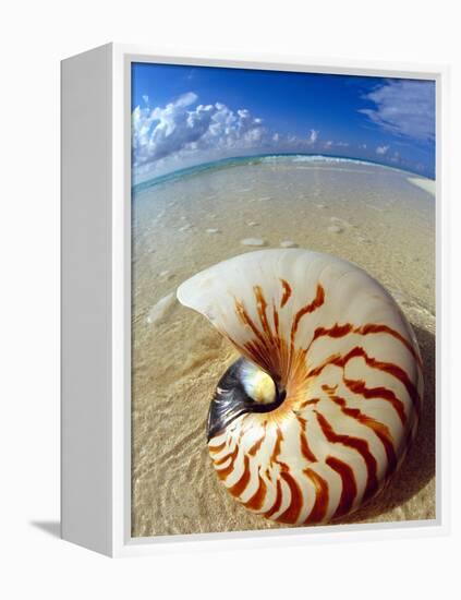 Seashell Sitting in Shallow Water-Leslie Richard Jacobs-Framed Premier Image Canvas