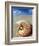 Seashell Sitting in Shallow Water-Leslie Richard Jacobs-Framed Photographic Print