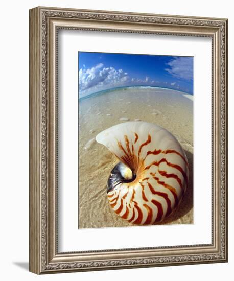 Seashell Sitting in Shallow Water-Leslie Richard Jacobs-Framed Photographic Print