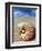 Seashell Sitting in Shallow Water-Leslie Richard Jacobs-Framed Photographic Print