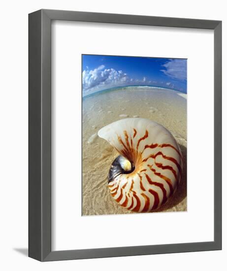 Seashell Sitting in Shallow Water-Leslie Richard Jacobs-Framed Photographic Print