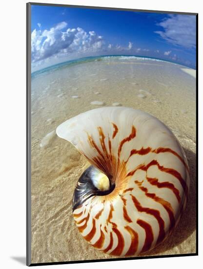 Seashell Sitting in Shallow Water-Leslie Richard Jacobs-Mounted Photographic Print
