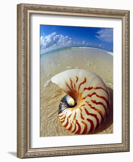 Seashell Sitting in Shallow Water-Leslie Richard Jacobs-Framed Photographic Print