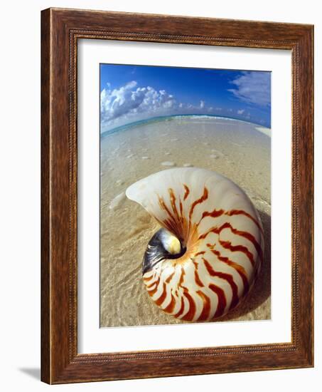 Seashell Sitting in Shallow Water-Leslie Richard Jacobs-Framed Photographic Print