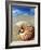 Seashell Sitting in Shallow Water-Leslie Richard Jacobs-Framed Photographic Print