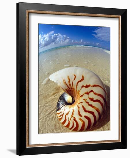 Seashell Sitting in Shallow Water-Leslie Richard Jacobs-Framed Photographic Print