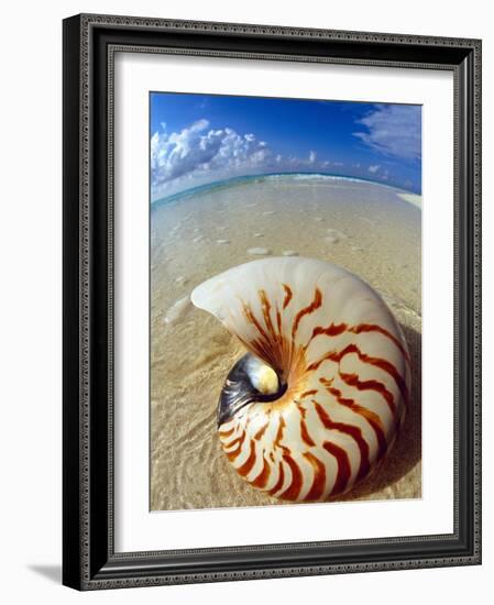 Seashell Sitting in Shallow Water-Leslie Richard Jacobs-Framed Photographic Print