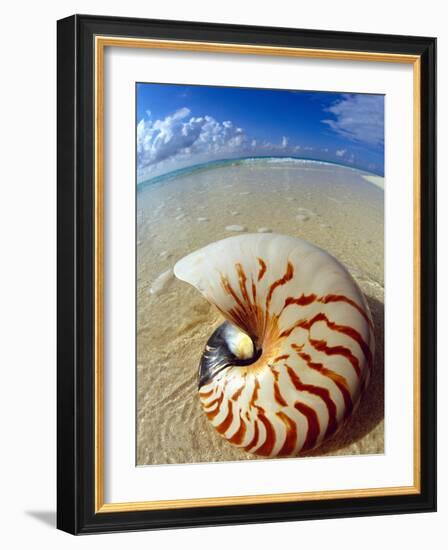 Seashell Sitting in Shallow Water-Leslie Richard Jacobs-Framed Photographic Print