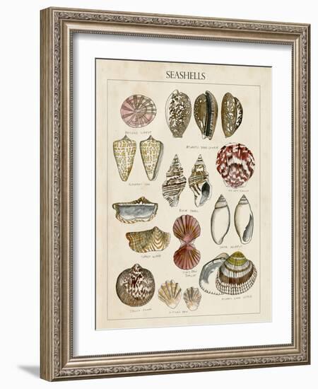 Seashell Sketch I-Naomi McCavitt-Framed Art Print
