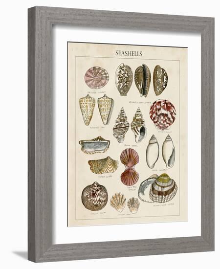 Seashell Sketch I-Naomi McCavitt-Framed Art Print