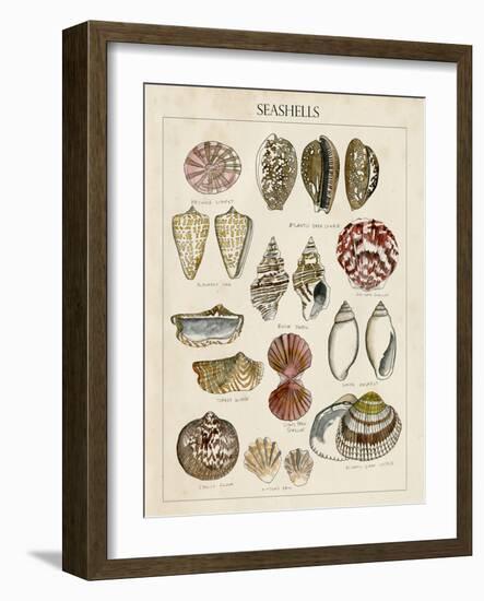 Seashell Sketch I-Naomi McCavitt-Framed Art Print