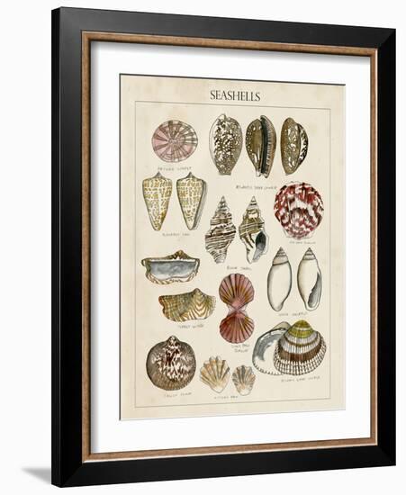 Seashell Sketch I-Naomi McCavitt-Framed Art Print