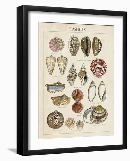 Seashell Sketch I-Naomi McCavitt-Framed Art Print