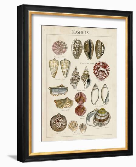 Seashell Sketch I-Naomi McCavitt-Framed Art Print