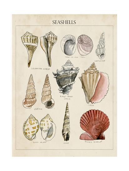 Download Seashell Sketch Ii Art Print Naomi Mccavitt Art Com