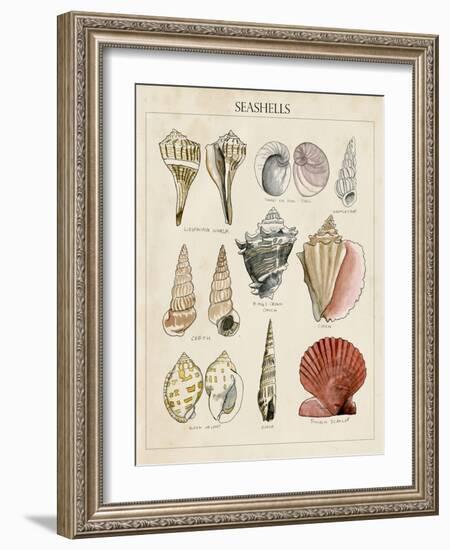 Seashell Sketch II-Naomi McCavitt-Framed Art Print