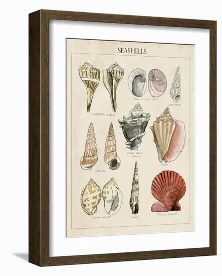 Seashell Sketch II-Naomi McCavitt-Framed Art Print