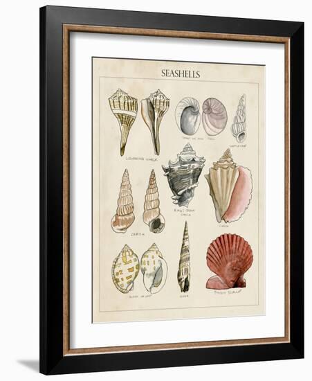 Seashell Sketch II-Naomi McCavitt-Framed Art Print