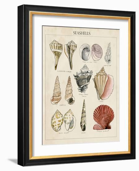 Seashell Sketch II-Naomi McCavitt-Framed Art Print