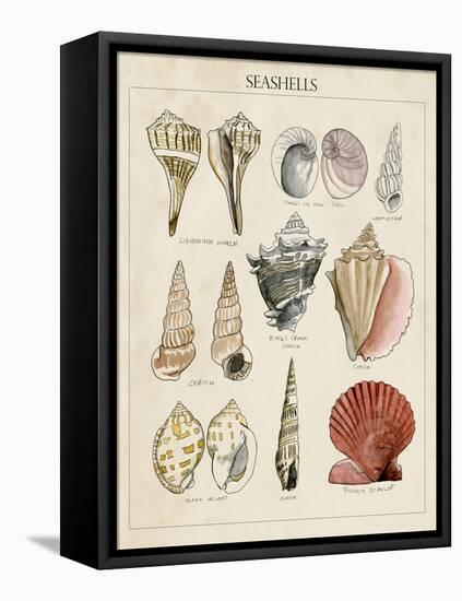 Seashell Sketch II-Naomi McCavitt-Framed Stretched Canvas