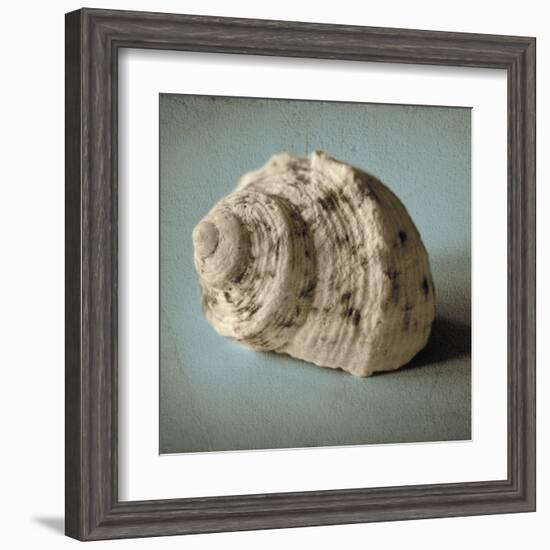 Seashell Study I-Heather Jacks-Framed Art Print