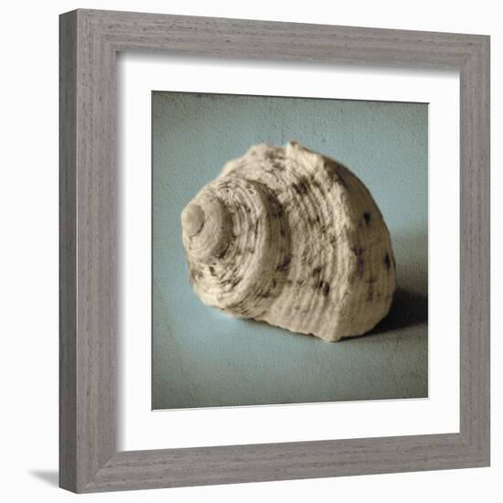 Seashell Study I-Heather Jacks-Framed Art Print