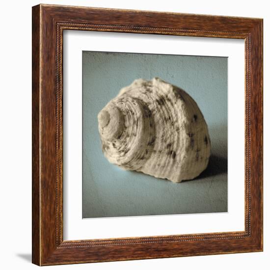 Seashell Study I-Heather Jacks-Framed Art Print