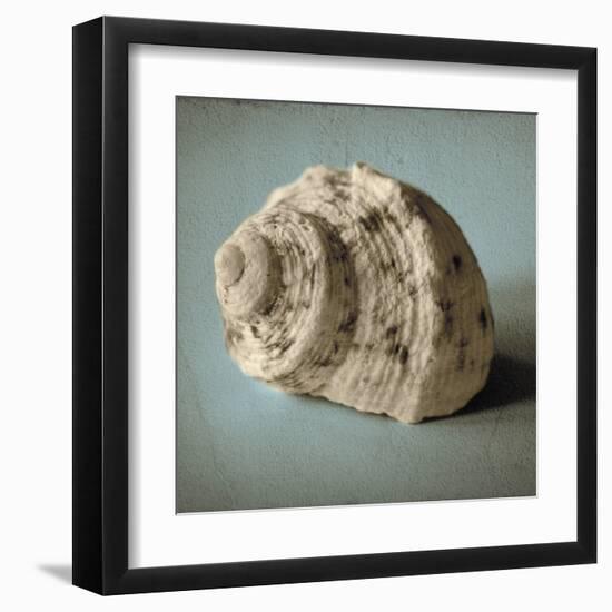 Seashell Study I-Heather Jacks-Framed Art Print