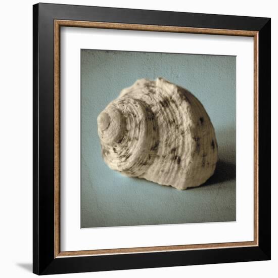 Seashell Study I-Heather Jacks-Framed Art Print