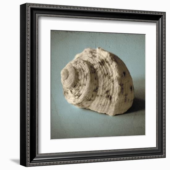 Seashell Study I-Heather Jacks-Framed Art Print